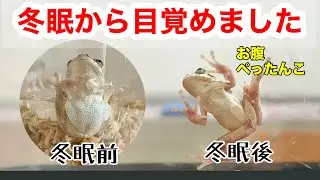 SUB｜149 冬眠から目覚めたアマガエル　A tree frog that woke up from hibernation