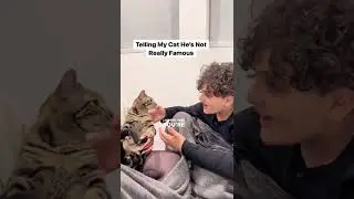 МОЙ КОТ ДУМАЕТ, ЧТО ОН ЗНАМЕНИТЫЙ 😂 #шорты