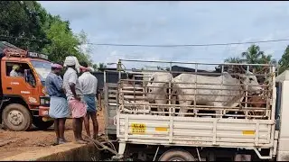 ഉച്ച ചന്ത വാണിയംകുളം/ചന്ത/ഉച്ചസമയം Cattle market#buffalo#animals#bull
