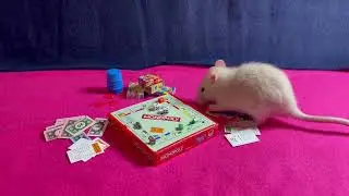 Board games with my baby rat - 02/12/2023