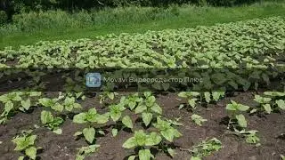 Прополка на Юто 1054