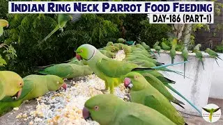 Indian Ringneck Parrot Daily Feeding Day 186 | Part-1 | Today's Food-Soaked Rice & Corn🍚🌽