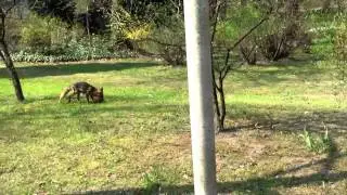 Fuchs in Vivantes Krankenhaus