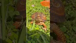Pet Turtle!🐢 #boxturtle #boxturtles #turtle #turtles #reptiles #animals #fyp
