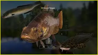 Eel,  Burbot & Trophy Chinese sleeper - Trofka Trawianki Russian Fishing 4