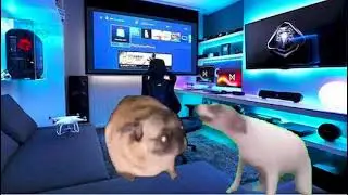 Vibing pug vs dance till your dead dog