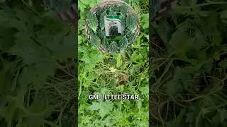# Gangamaiya hybrid seed farm GM Little Star🔥
