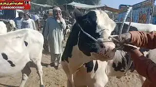 Puer Important Brdar far sale||Dictac Layyaha |Mandi Movshi Chok Azam #mehriadaryfarm