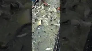 Fish Farm #shorts
