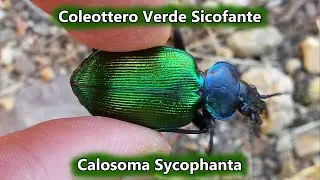 Coleottero Verde Sicofante ( Calosoma Sycophanta ) ~ 02 Giugno 2016 | Animali in Sardegna