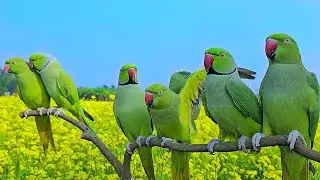 Green Parrot Natural Sounds