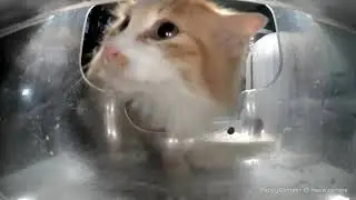 Ms. Fluff is craving some HSC brand kibble