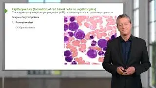 06  Connective Tissue Bone Marrow and Hematopoiesis