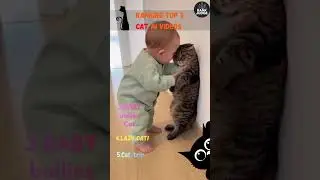 RANKING FUNNIEST AI CAT VIDEOS! #aivideo #best #2025 #cats  #funny #fun #cat  #rankingvideo