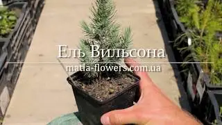 Ель Wilsonii (Вильсона)