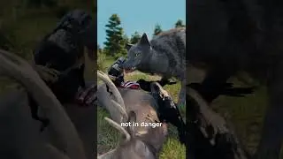 How Ravens And Wolves Hunt Together 😮