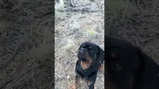 Quick Fetch & Obedience with Rottweiler #dogtraining #Rottweiler #balanceddogtraining #fetch