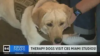 Therapy dogs visit CBS News Miami
