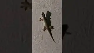 lizard sound