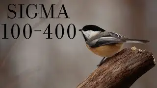 Winter Birds / Sony FX30 Cinematic / Sigma 100-400 F5-6.3 