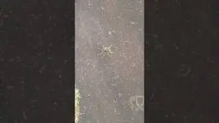 Zoanthus fressende Asselspinne 🕷🕸 Zoanthid eating spider