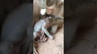 omg! youngest pregnant monkey 🐒 grooming baby monkey 🐒 Lilo seriously #babymonkey #cute