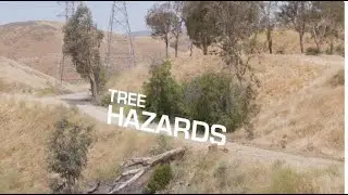 Tree Hazards