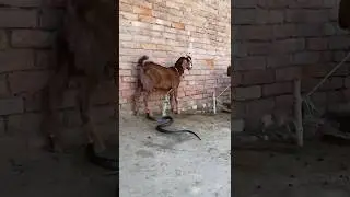 #goat #snake #animals #reptiles #shorts