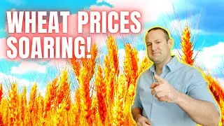 India Bans Wheat Exports, Stoking Fears of Global Food Shortage