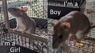 Playing with pet roof rats - which sex is friendlier?