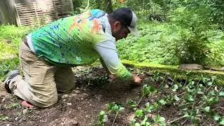 How to Plant Pachysandra: Step-by-Step Trench Method
