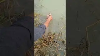 Releasing a Live Fish Back Into Water 🐟 | Real Fishing Shorts#rescue #savefish #savelife#fish