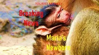 Breaking News and Congrats Monkey Maria, Maria giving birth, Fresh newborn baby,Tourist Monkey 3137