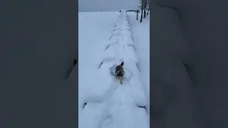 Кот в зимней сказке #кошки #коты #кот #зима #cat #winter #cover #music