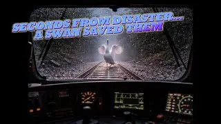 The Train Was About to Fall&hellip; Then a Swan Saved Everyone