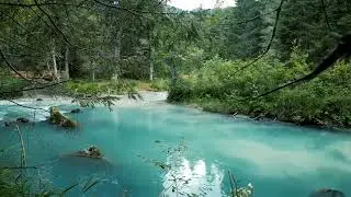 Lake And Birds In The Forest Real Sound. This Real White Noise Will Relax You. Good For Sleeping. 4K