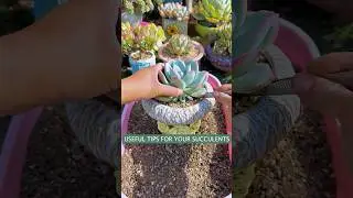 Succulent Plants for Beginners: The Ultimate Care Guide to Keep Them Alive! | 다육이 | 多肉植物