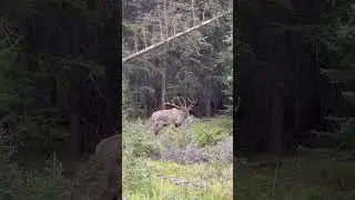 Amazing Bull Elk Raking Marking and Bugling during the #Rut in Jasper National Park #shorts