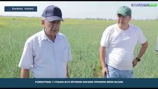 🌿 Ғалладан бўшаган майдонларда такрорий экинлар экиш жадал бормоқда