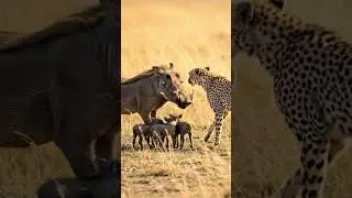 Warthog fighting to revenge with cheetah to save her babies #animallife #warthog #cheetah