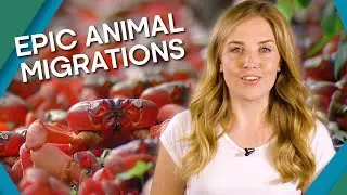 14 of the Greatest Animal Migrations@UniverseQuests