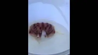 Calappa