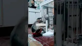 No matter outside inside the cage still 😂 #monkey #baby #babymonkey #anabul #ytshorts #viral #fyp