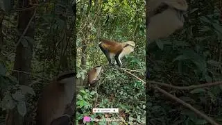 Calling The Mona Monkeys in Ghana, West Africa |Tafi Atome Monkey Sanctuary| #monkeys #nature #ghana