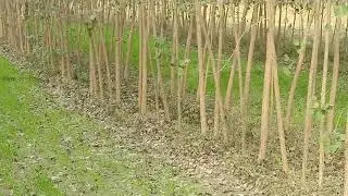 Poplar Plantation