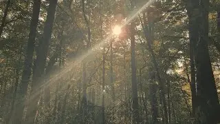 Liminal Soundscapes: Tranquil Appalachian Forest 🌲 - Birds, Bugs, and Gentle Breezes 🌿