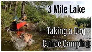 3 Mile Lake - Taking a Dog Canoe Camping
