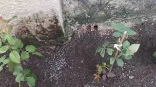 Como plantar rosas em canteiro 