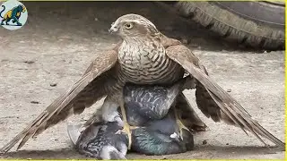 Tragedy! The most deadly falcon attack ever caught on camera! What will happen next? | Wildlife |