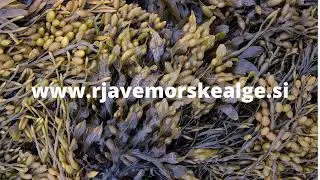 Morske Alge za zalivanje rastlin - Biocomplex900